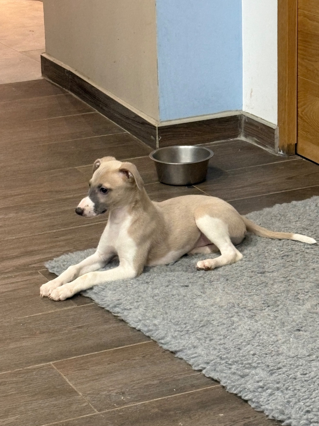 Carine Caumont - Chiots disponibles - Whippet