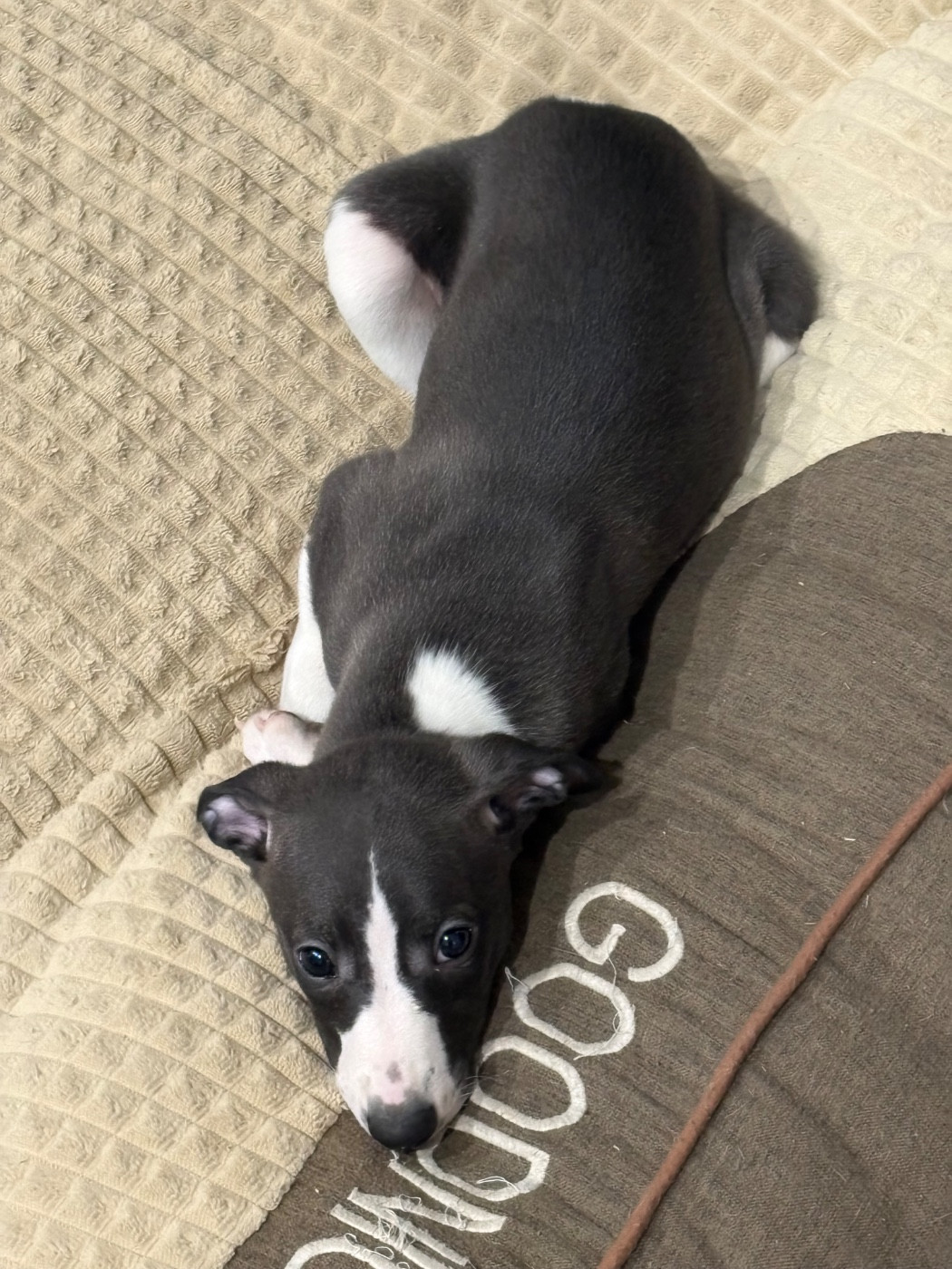 Carine Caumont - Chiots disponibles - Whippet