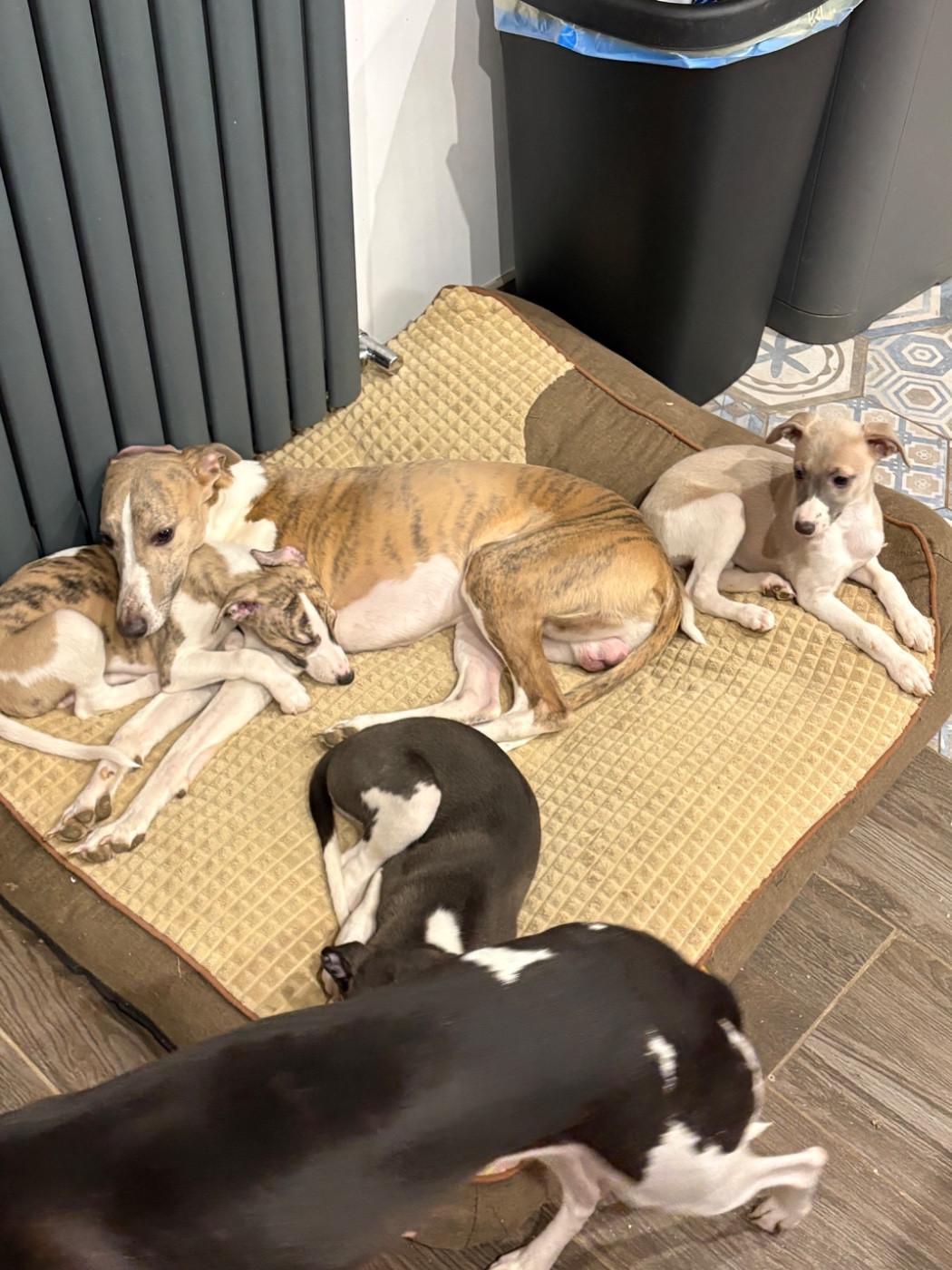 Chiot Whippet Carine Caumont